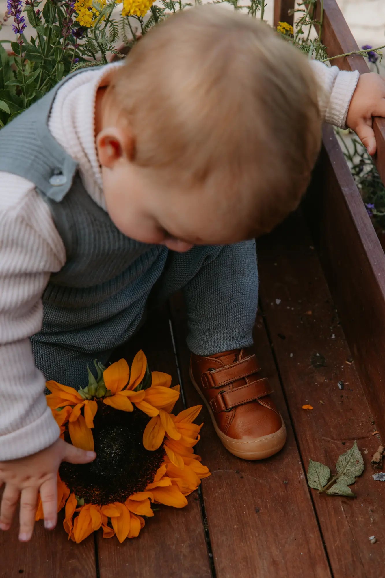 Ein Baby in Latzhosen und braunen Schuhen greift nach einer leuchtend orangefarbenen Sonnenblume im PETIT NORD Sortiment