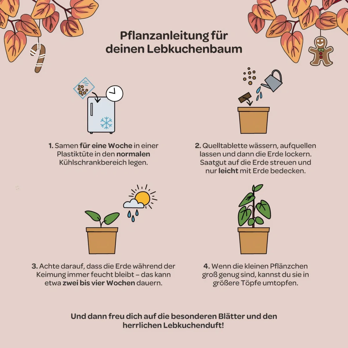 Lebkuchenbaum aus dem Becher von DIE STADTGÄRTNER