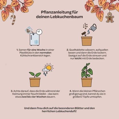 Lebkuchenbaum aus dem Becher von DIE STADTGÄRTNER