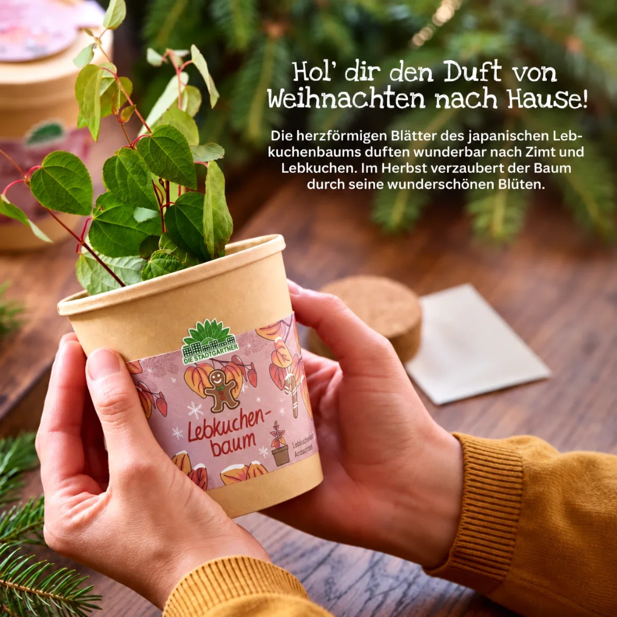 Lebkuchenbaum aus dem Becher von DIE STADTGÄRTNER