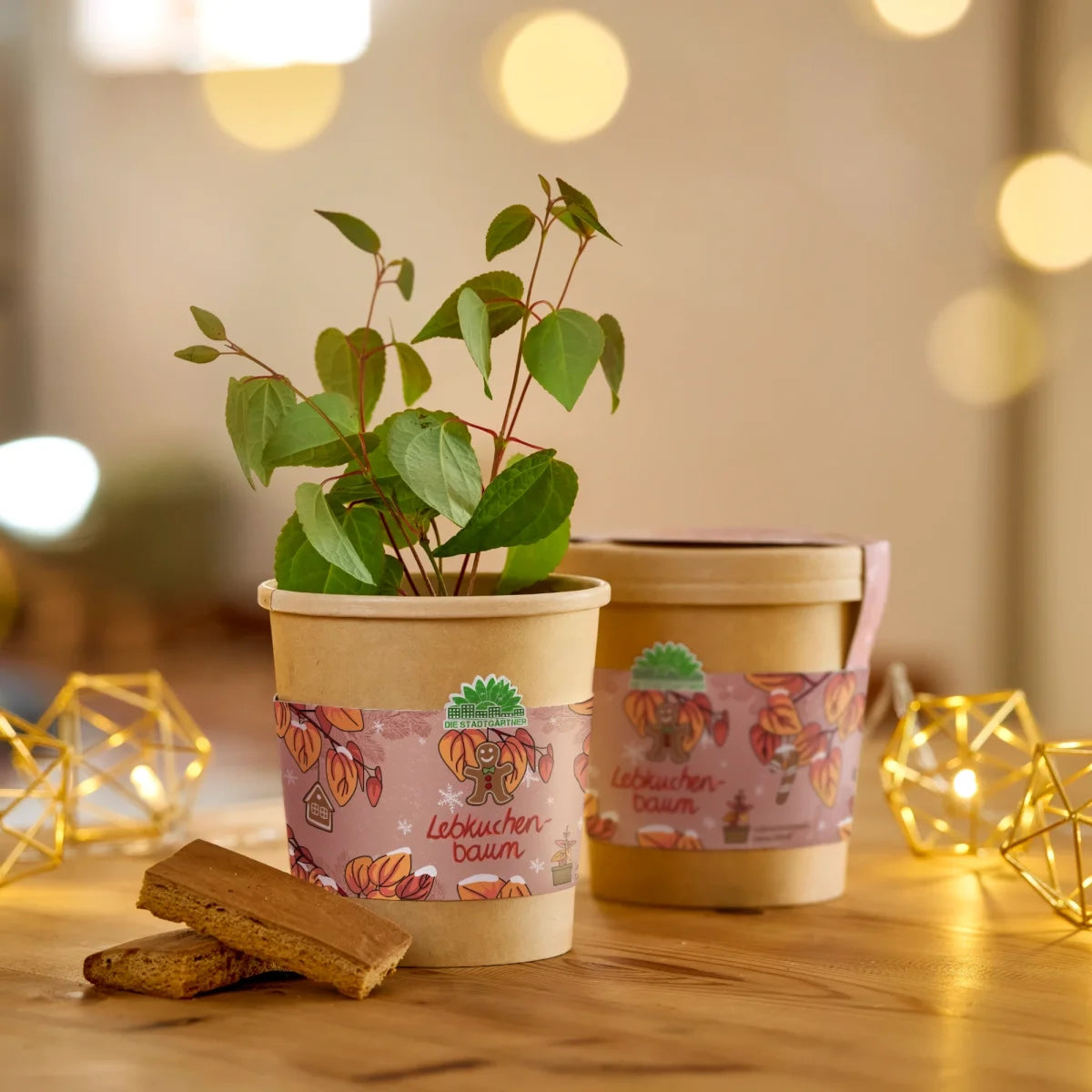 Lebkuchenbaum aus dem Becher von DIE STADTGÄRTNER