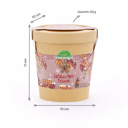 Lebkuchenbaum aus dem Becher von DIE STADTGÄRTNER