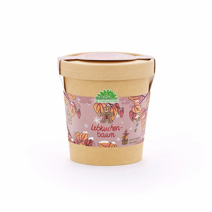 Lebkuchenbaum aus dem Becher von DIE STADTGÄRTNER