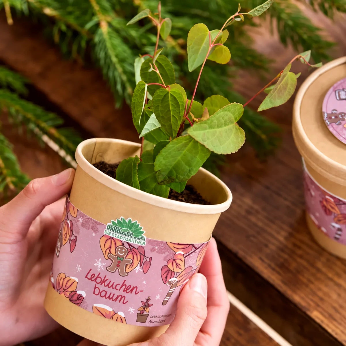 Lebkuchenbaum aus dem Becher von DIE STADTGÄRTNER