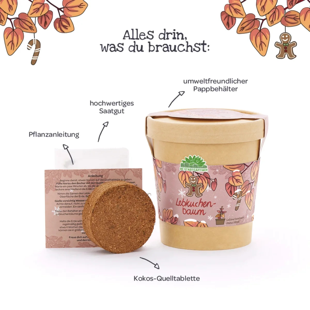 Lebkuchenbaum aus dem Becher von DIE STADTGÄRTNER