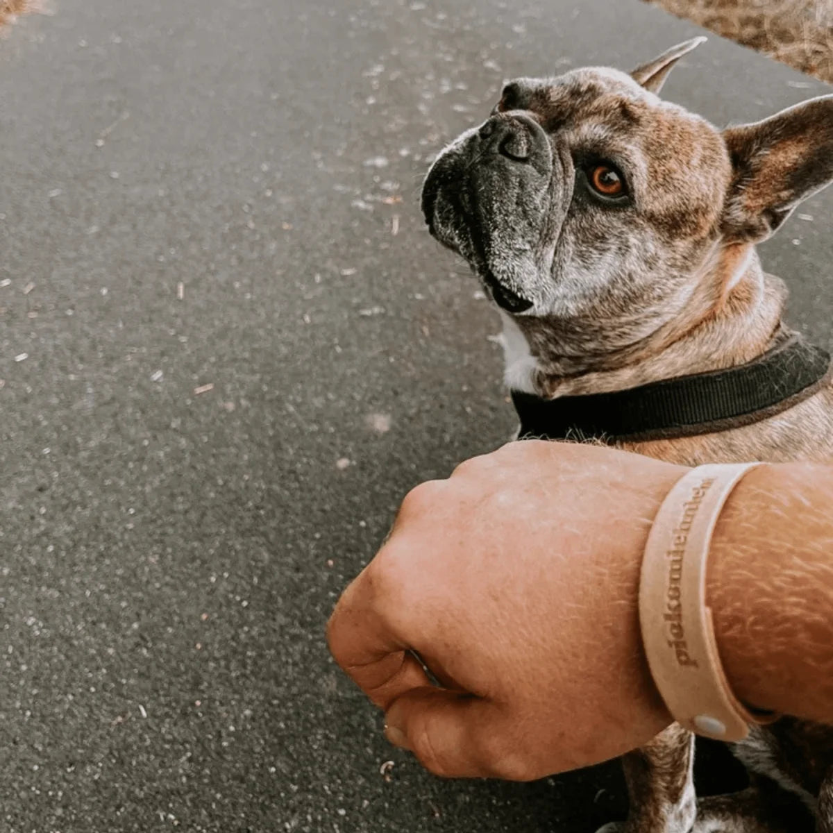 Aufmerksamer getiger French Bulldog mit schwarzem Halsband auf Asphalt