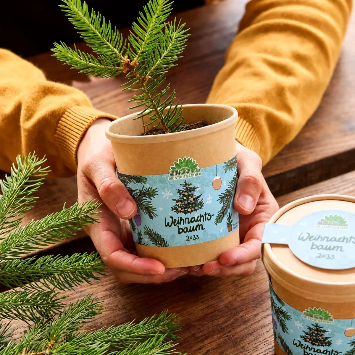 Weihnachtsbaum 2033 aus dem Becher von DIE STADTGÄRTNER