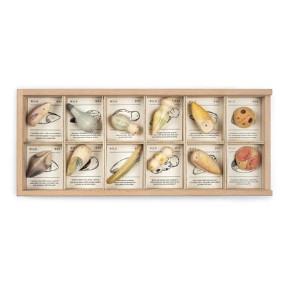 Wild 12-teiliges Holzkästchen mit Muschel-Designs in natürlichen Farben